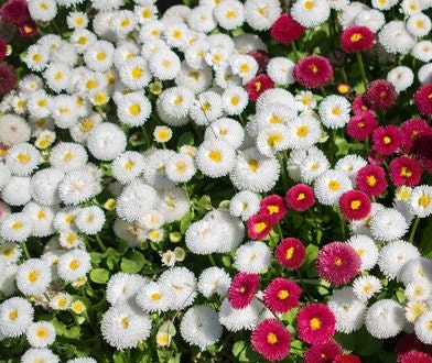 Feverfew Balls Ultra Double Tetra White