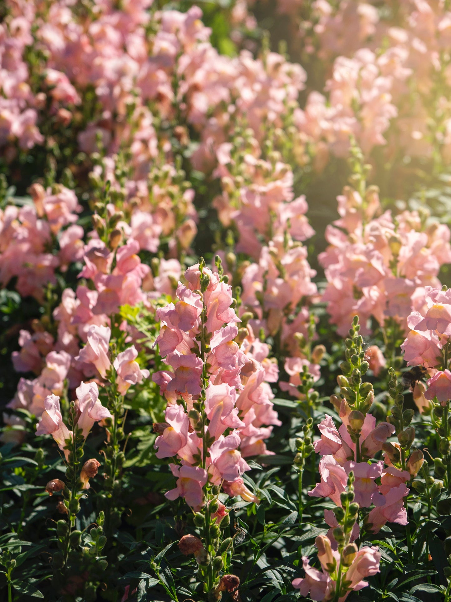 Snapdragon Chantilly Light Pink