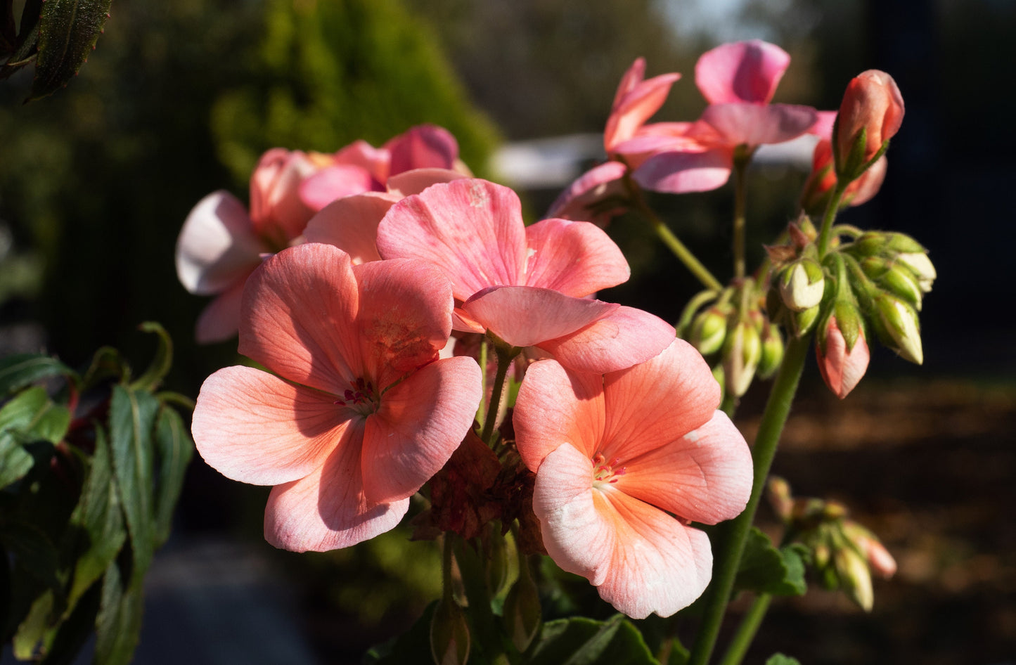 BullsEye Salmon Geranium