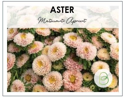 Aster Matsumoto Apricot