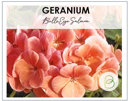 Geranium BullsEye Salmon