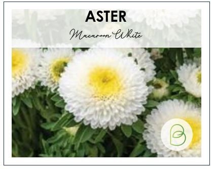 Aster Macaroon White