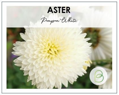Aster Pompon White