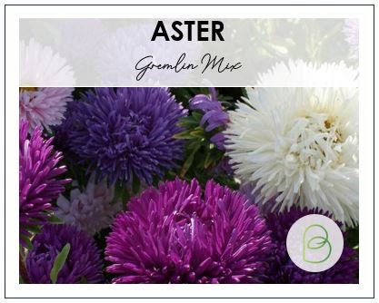 Aster Gremlin Mix