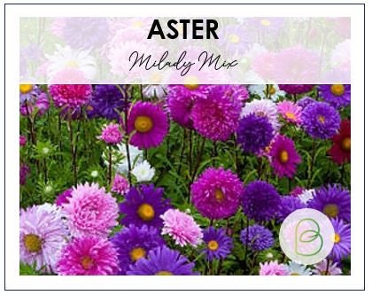Aster Milady Mix