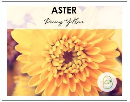 Aster Paeony Yellow
