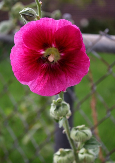 Hollyhock Indian Spring