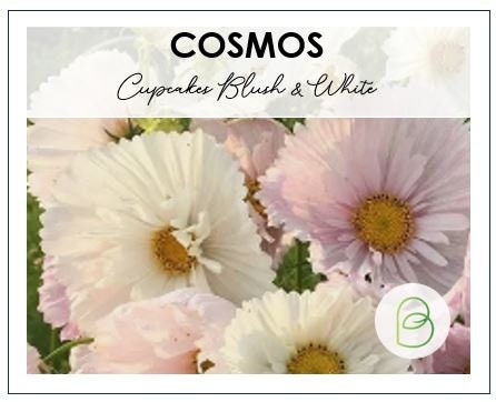 Cupcakes Blush and White Mix 10 Seeds, Cosmos bipinnatus, Cut Flowers, Annual