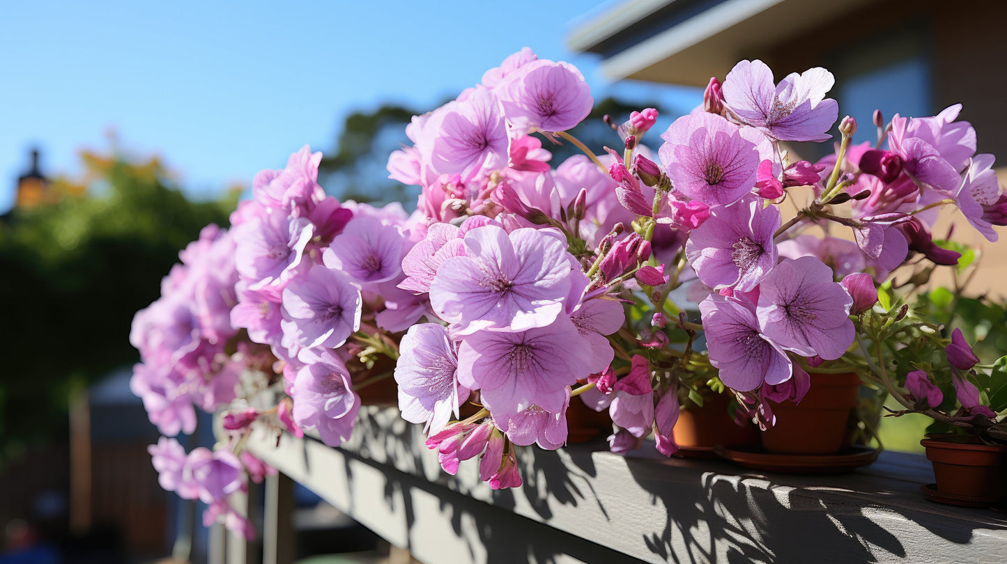 Maverick Quicksilver Geranium Seeds | Annual Flower Seeds | Pelargonium x hortorum | 15 Seeds