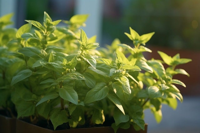 Basil Siam Queen
