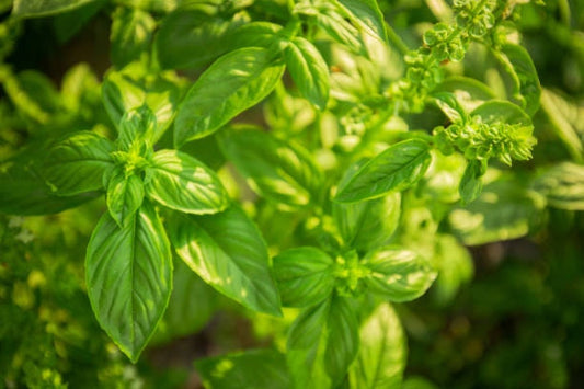 Basil Spicy globe