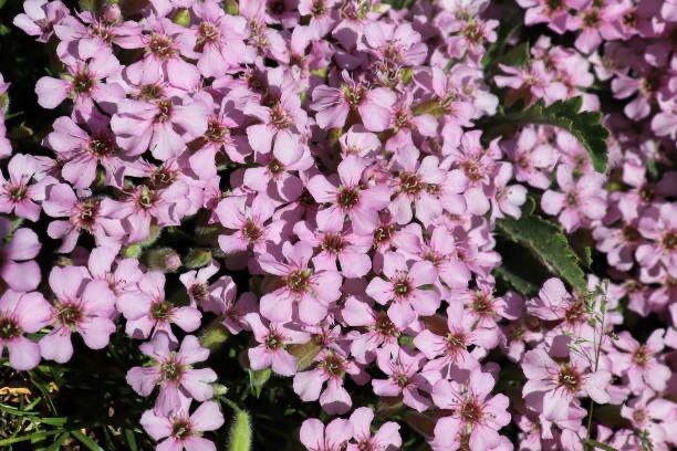 Soapwort