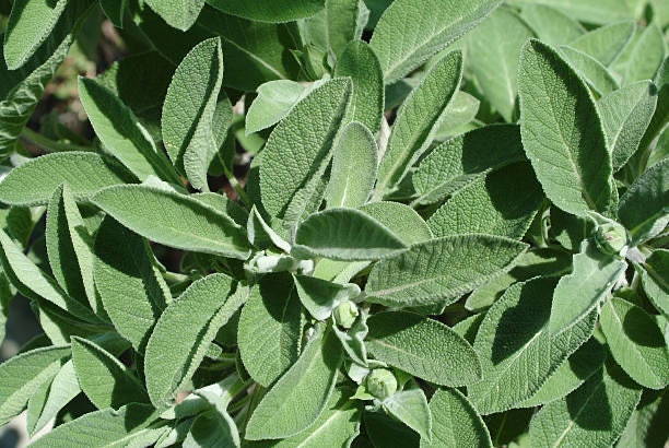 Sage Broadleaf