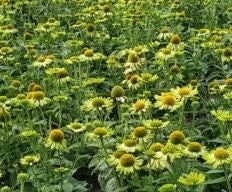 Echinacea (Coneflower) Alan's Pride