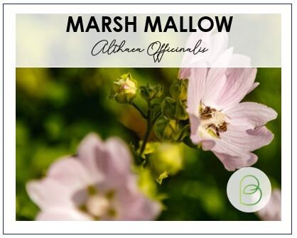 Marsh Mallow