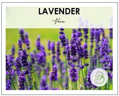Lavender Vera