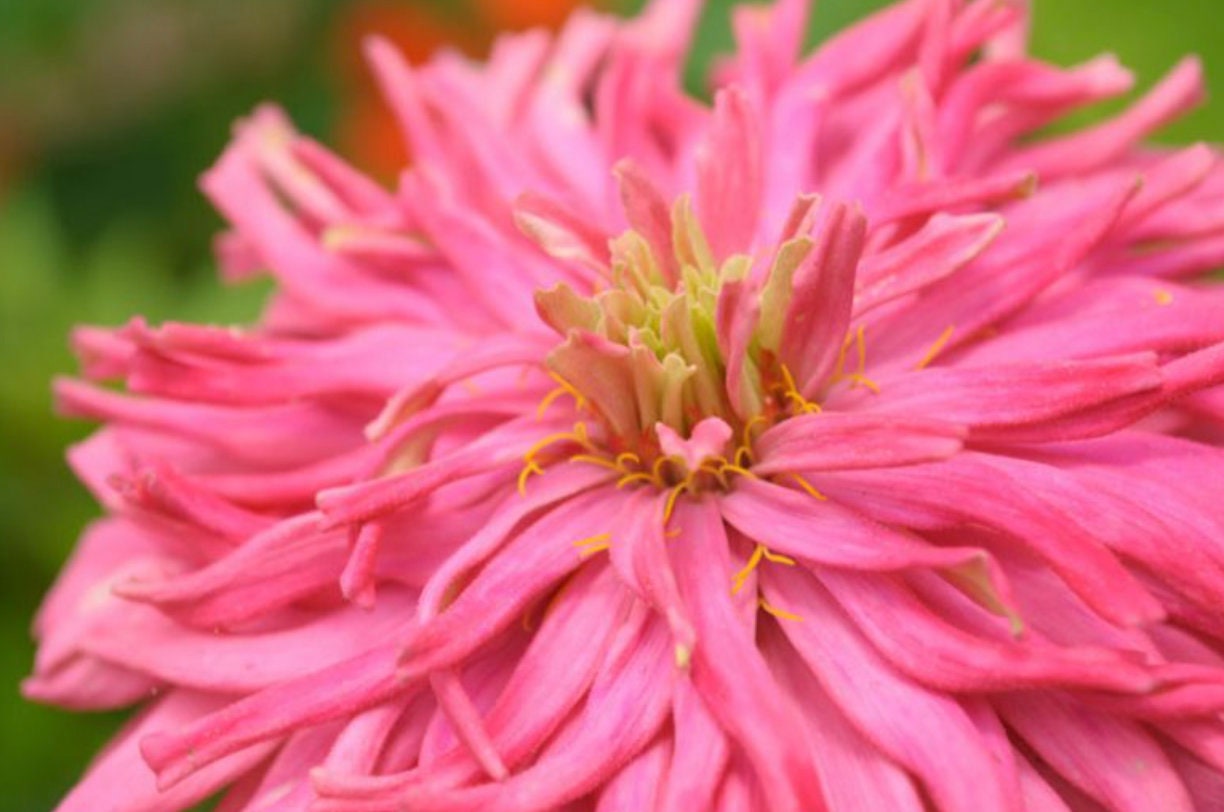 Zinnia Pinca Seeds | 25 Seeds | Annual Flower Seeds | Easy to Grow | Pink Cactus Zinnia Seeds