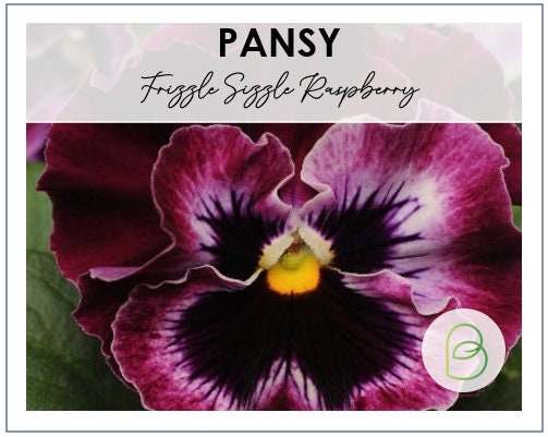Viola Frizzle Sizzle Raspberry