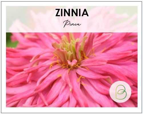 Zinnia Pinca Seeds | 25 Seeds | Annual Flower Seeds | Easy to Grow | Pink Cactus Zinnia Seeds