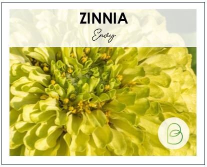 Zinnia Envy 50+ Seeds, Lime Green Heirloom Seeds, Chartreuse Cut Flower Seeds, Gift for Gardener, Double Zinnia, Rare Seeds