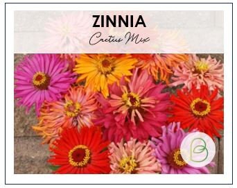 Zinnia Cactus Flower Mix
