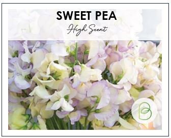 High Scent Sweet Pea