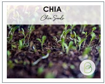 Chia Seeds for Planting, Heirloom Seeds, Salvia hispanica, non-GMO, Garden Herb Seeds,