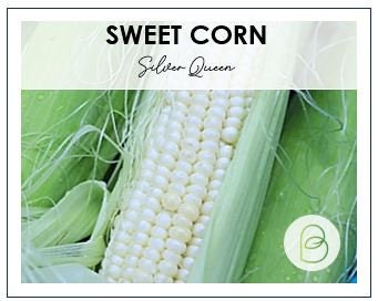 Corn Silver Queen Hybrid