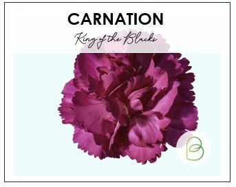 Carnation Grenadin King of the Black
