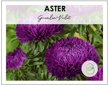 Aster Gremlin Violet