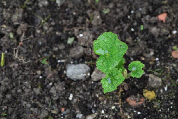 Hollyhock Chaters Double Light Scarlet