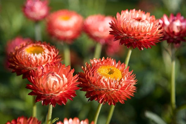 Strawflower Scarlet Choice Double