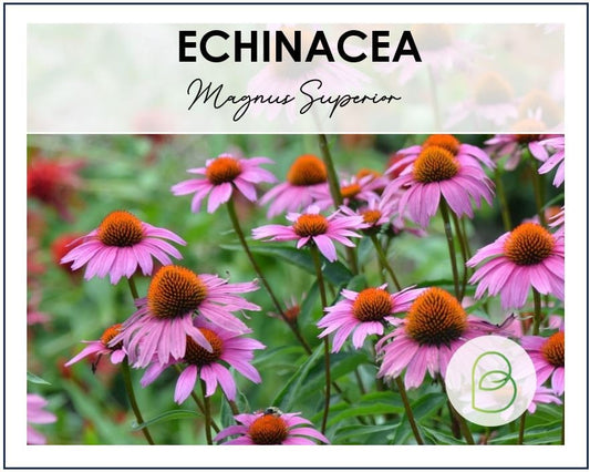 Echinacea (Coneflower) Magnus Superior