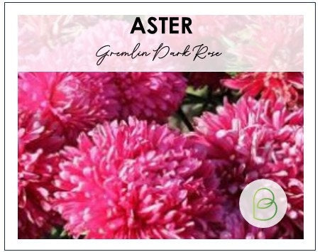Aster Gremlin Dark Rose