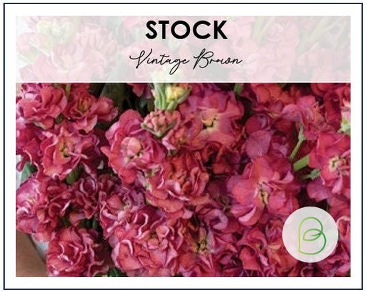 Stock Vintage Brown