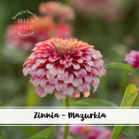 Zinnia Mazurkia