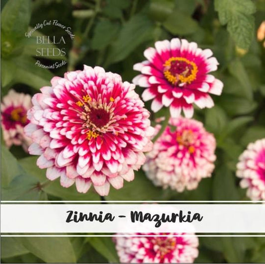 Zinnia Mazurkia