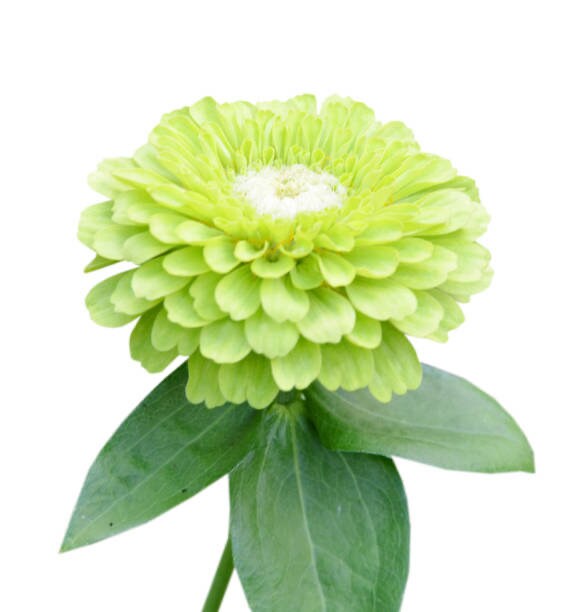 Zinnia Envy 50+ Seeds, Lime Green Heirloom Seeds, Chartreuse Cut Flower Seeds, Gift for Gardener, Double Zinnia, Rare Seeds