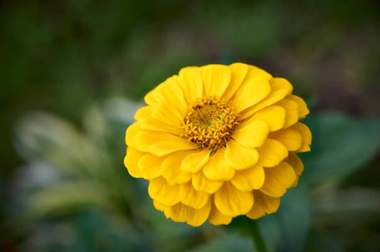 Zinnia Oklahoma Golden Yellow