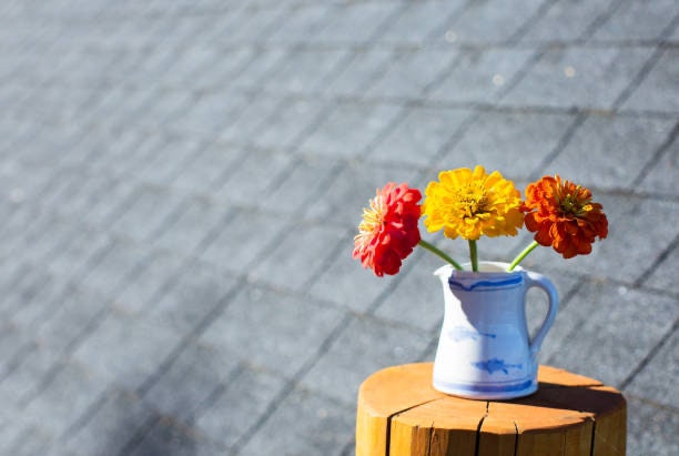 Zinnia Oklahoma Golden Yellow