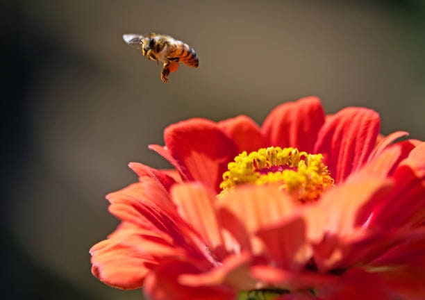 Zinnia Profusion Apricot