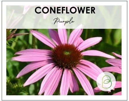 Echinacea (Coneflower) Purple Common