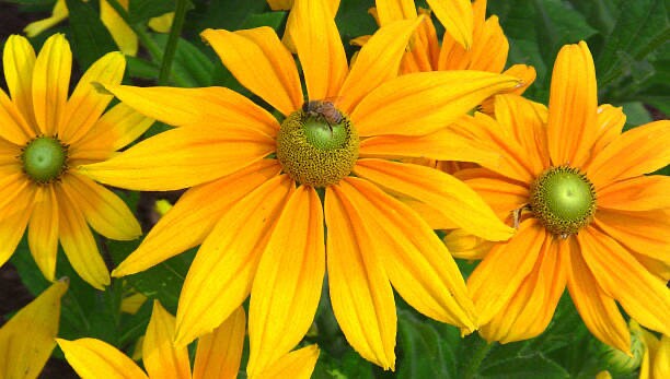 Rudbeckia Green Eyes