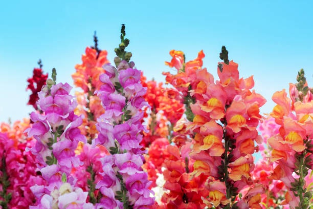 Orange Snapdragon