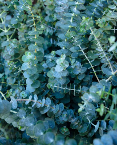 Eucalyptus Baby Blue