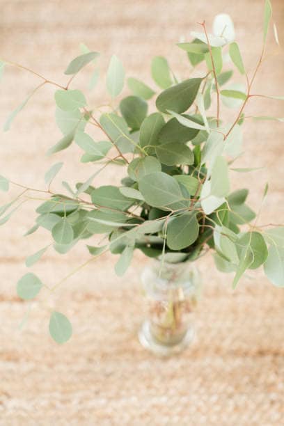 Eucalyptus Silver Dollar Tree