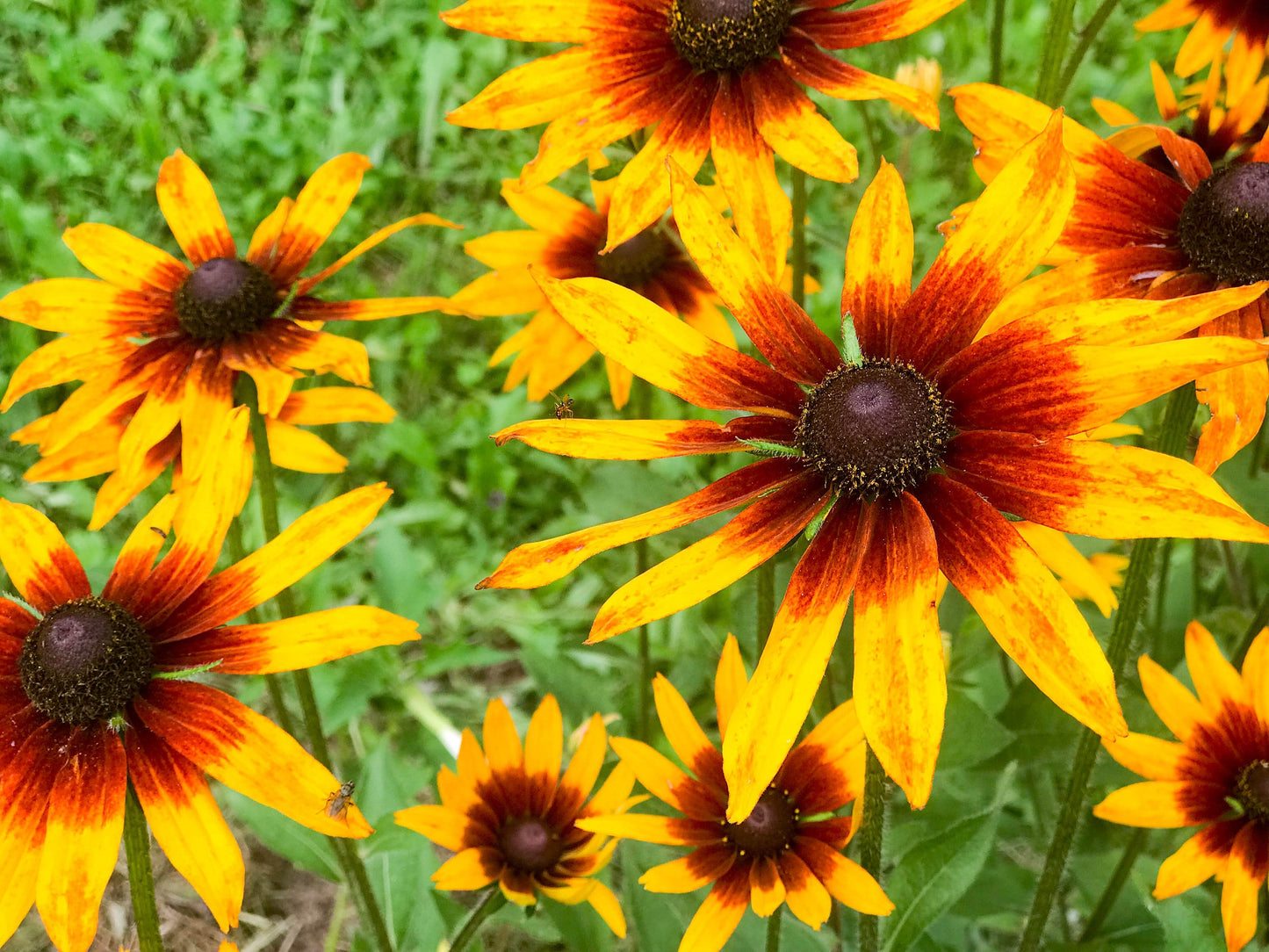Rudbeckia Autumn Forest
