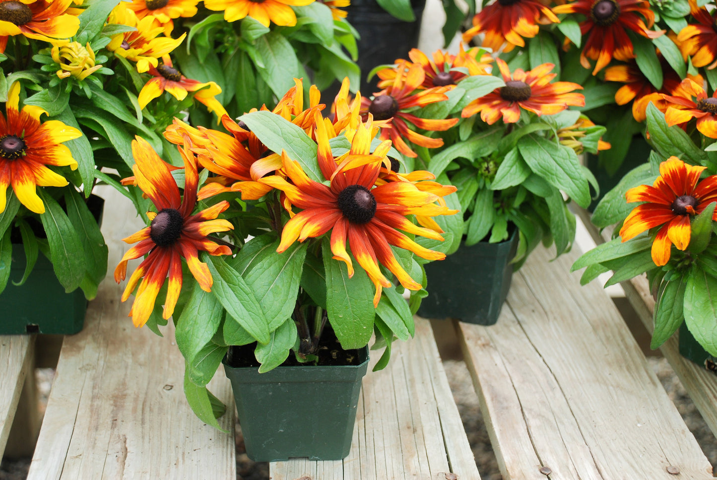 Rudbeckia Autumn Forest