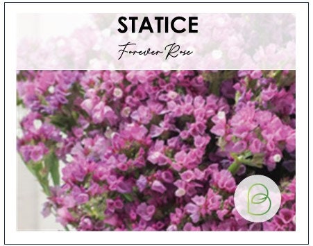 Statice Forever Rose
