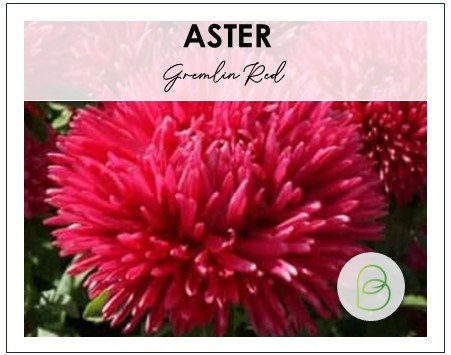 Aster Gremlin Red